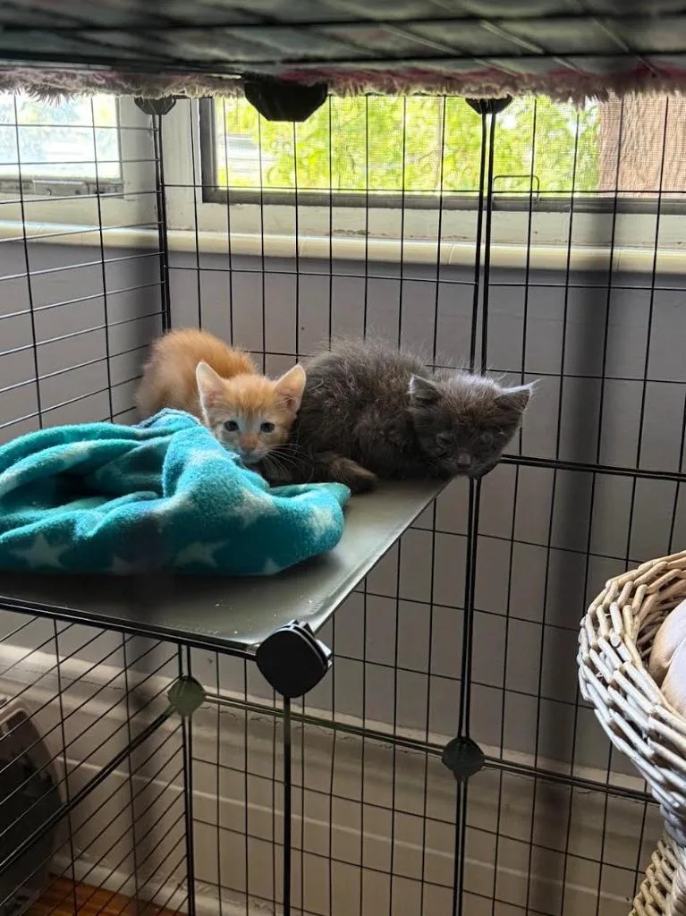 A baby medium-sized female Domestic Long Hair cat named Dippy for adoption in Salt Lake City, UT