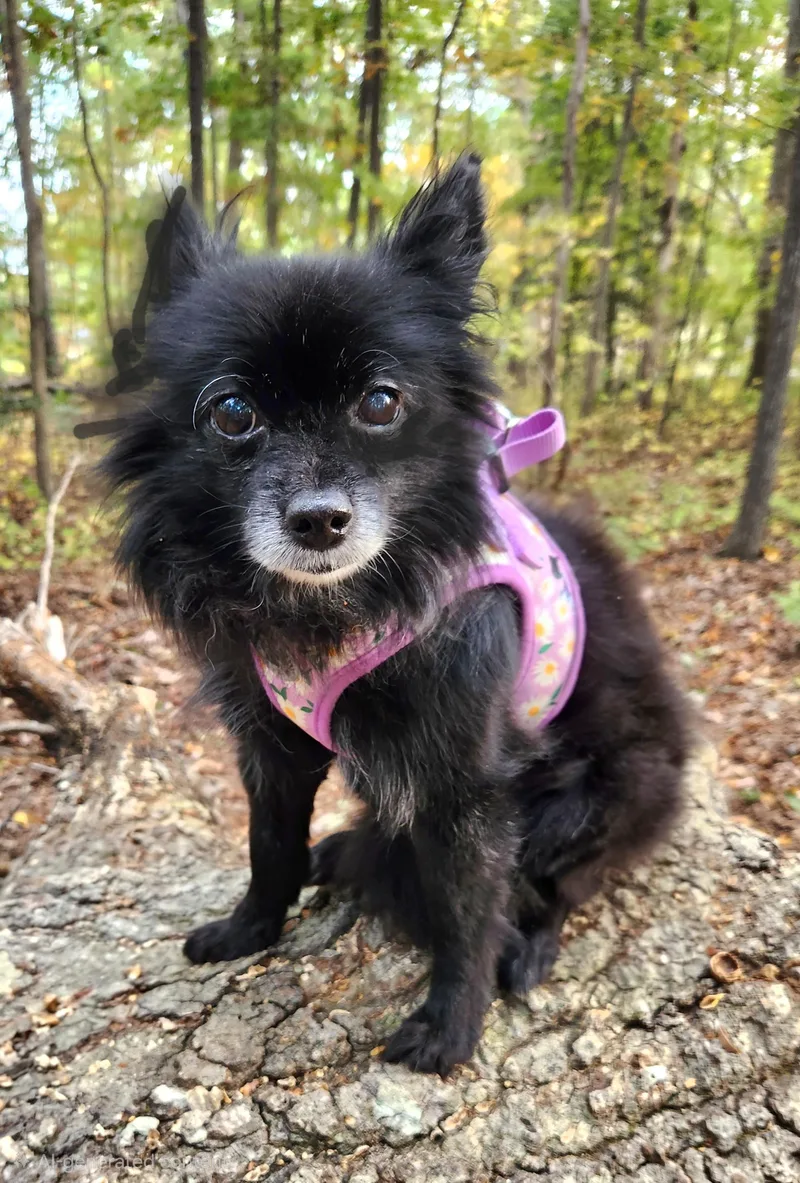 An adult small-sized female Pomeranian dog named Lizzy for adoption in Pelzer, SC