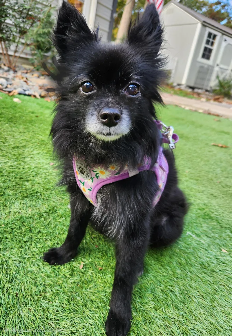 Lizzy thumbnail 3