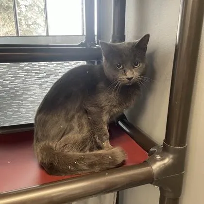 An adult medium-sized male Gray / Blue / Silver Domestic Short Hair cat named Converse for adoption in Dubuque, IA