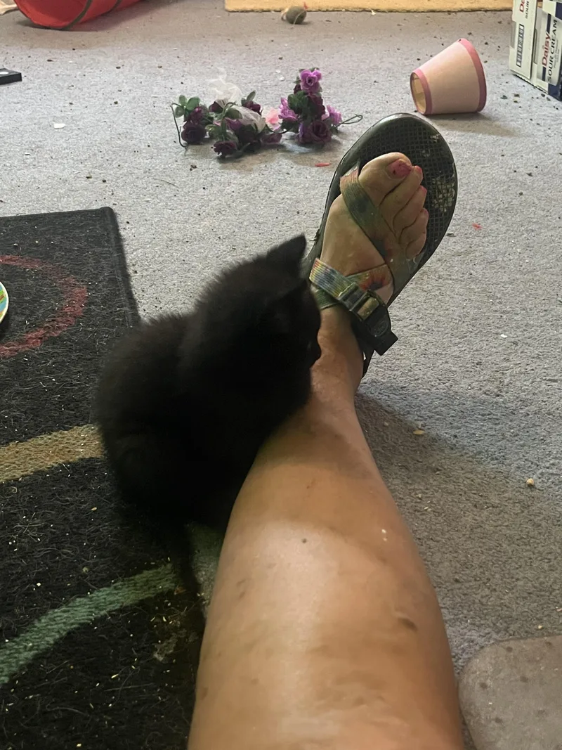 Pebbles