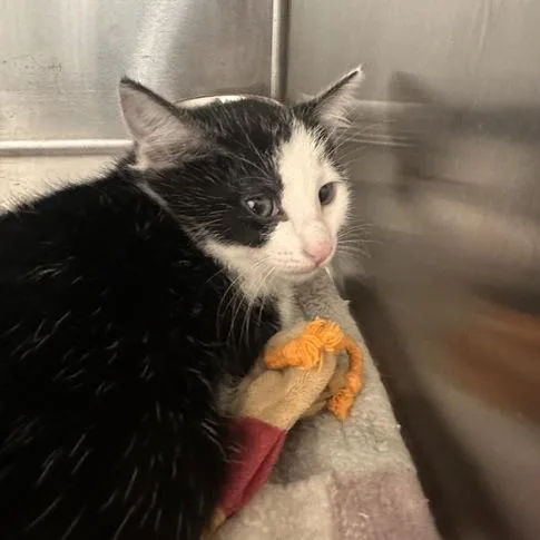 A baby small-sized female Black & White / Tuxedo Domestic Short Hair cat named Rose for adoption in Newark, DE