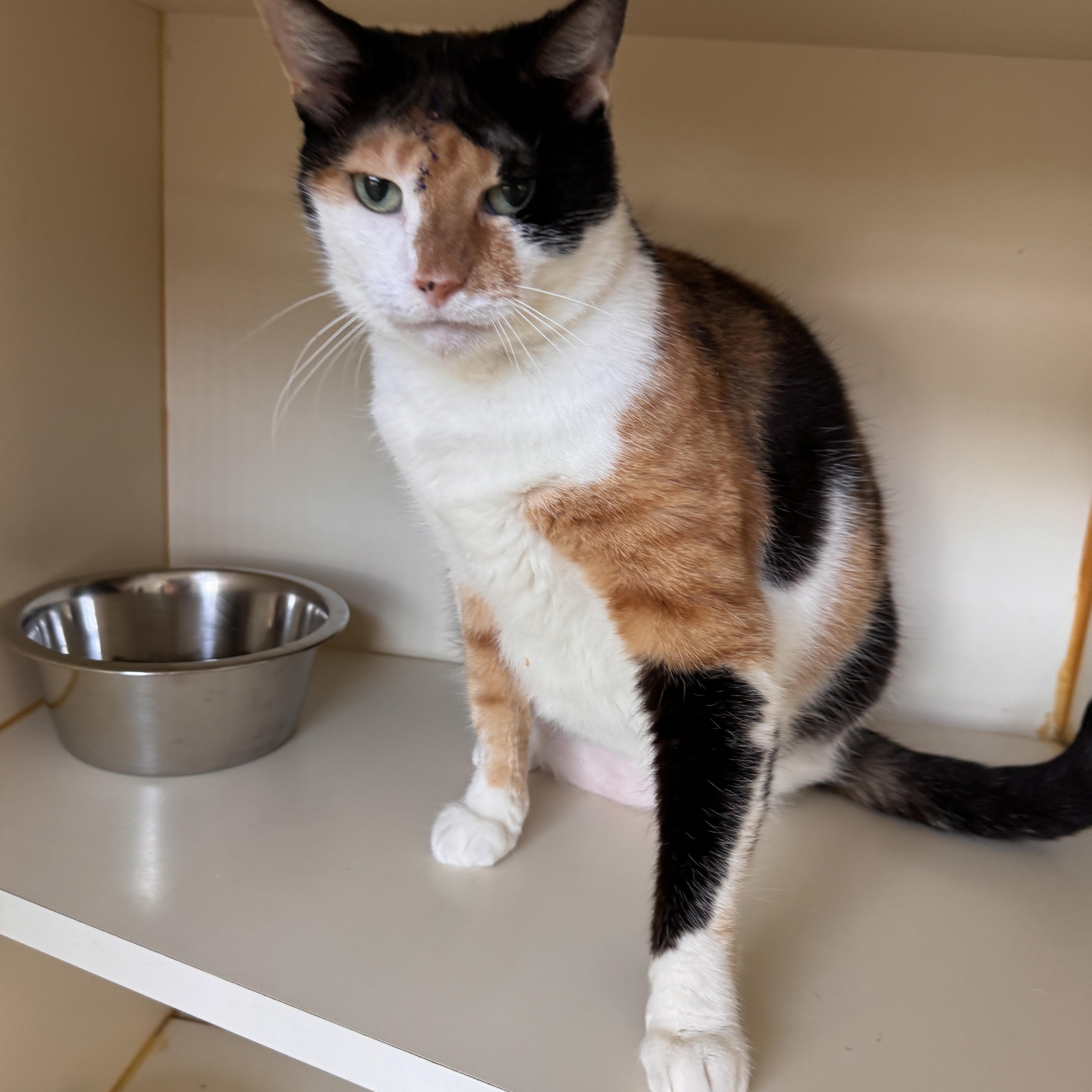 A senior medium-sized female Calico Domestic Short Hair cat named Bellissima for adoption in Mokena, IL