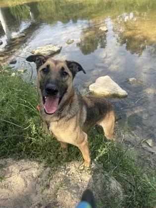 An adult large-sized male German Shepherd Dog dog named Boy for adoption in Yellville, AR