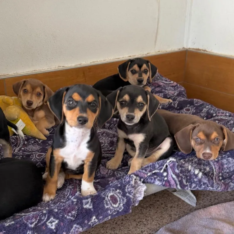 A baby small-sized female Chihuahua dog named Jewels Pup: Ruby for adoption in Falls Church, VA