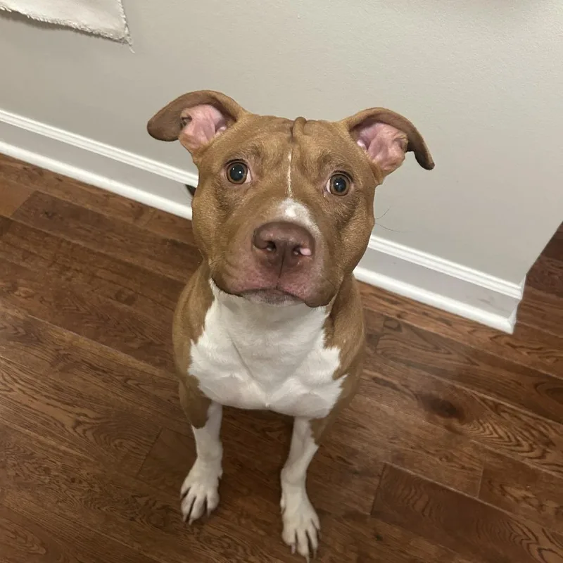 An adult medium-sized male Brown / Chocolate Mixed Breed dog named Adonis for adoption in Wheeling, IL