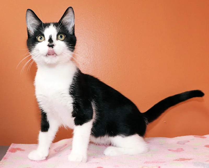 A baby medium-sized male Black & White / Tuxedo Domestic Short Hair cat named Custard for adoption in Cincinnati, OH