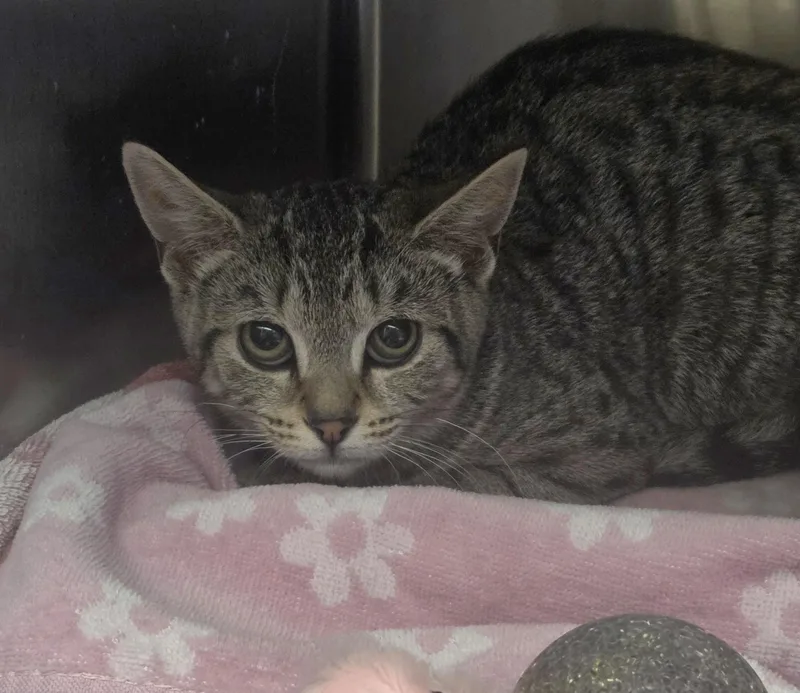 A baby medium-sized female Tabby (Brown / Chocolate) Domestic Short Hair cat named Milk Dud for adoption in East Brunswick, NJ