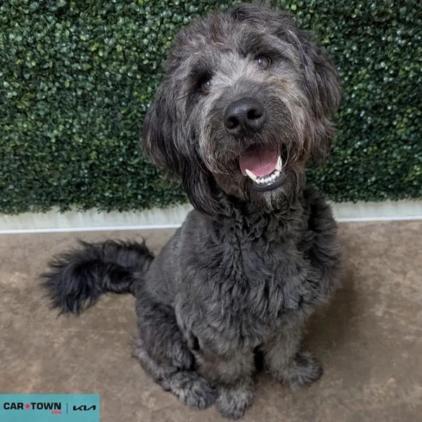 A young medium-sized male Labrador Retriever dog named Merlin for adoption in Lexington, KY