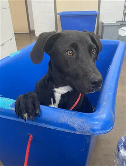 A young large-sized female Mixed Breed dog named Pepper for adoption in Dallas, TX