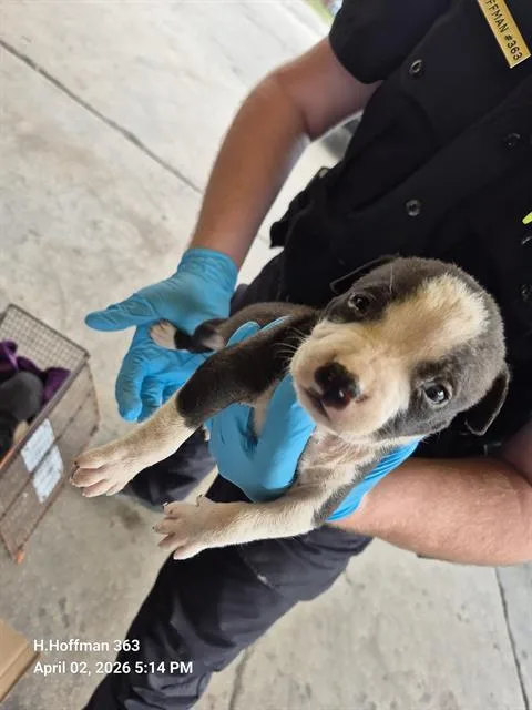 A baby small-sized male American Staffordshire Terrier dog named Latte for adoption in San Antonio, TX