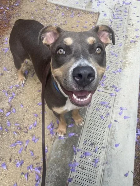 A young medium-sized female Pit Bull Terrier dog named Skamper for adoption in San Diego, CA