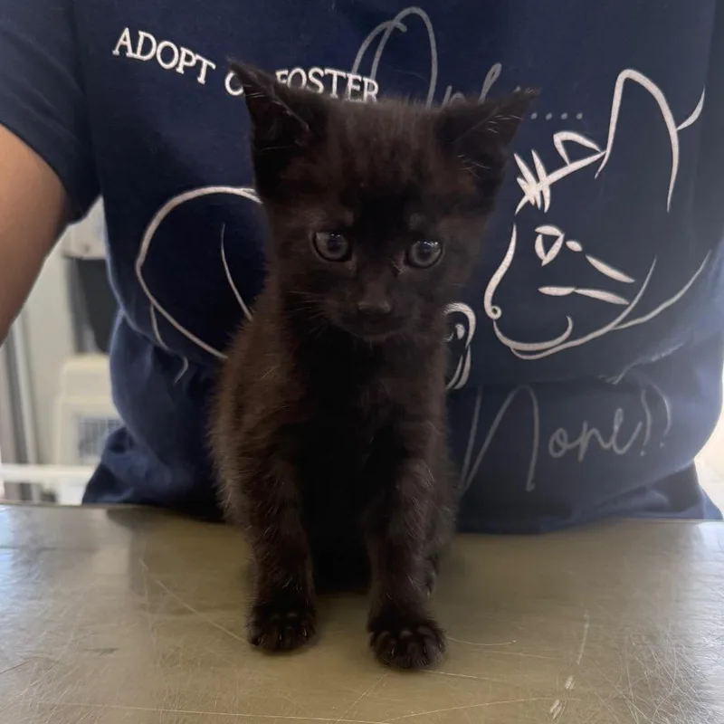 A baby small-sized female Black Domestic Short Hair cat named Comet for adoption in Montgomery, AL