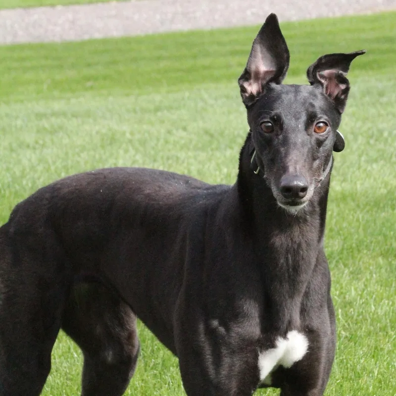 An adult large-sized female Greyhound dog named Serenity for adoption in Goshen, IN