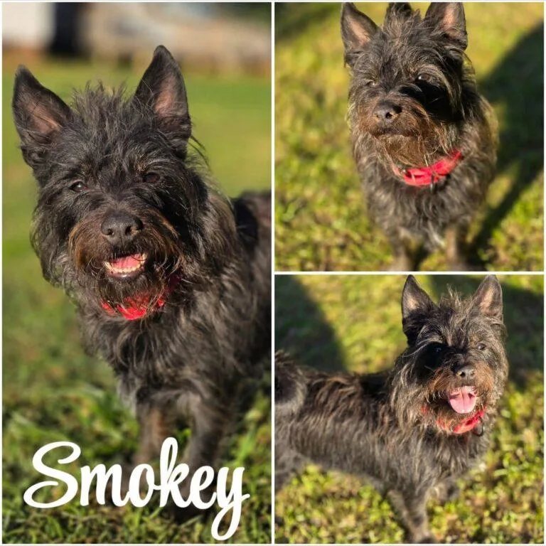 An adult small-sized male Black Scottish Terrier dog named Smokey for adoption in Red Hook, NY