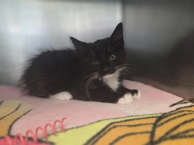 A baby small-sized male Domestic Medium Hair cat named Southridge for adoption in Antioch, CA