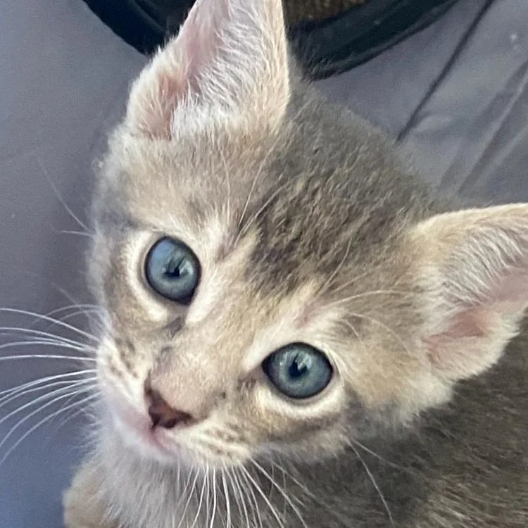A baby small-sized female Gray / Blue / Silver Domestic Short Hair cat named Everything for adoption in West Palm Beach, FL