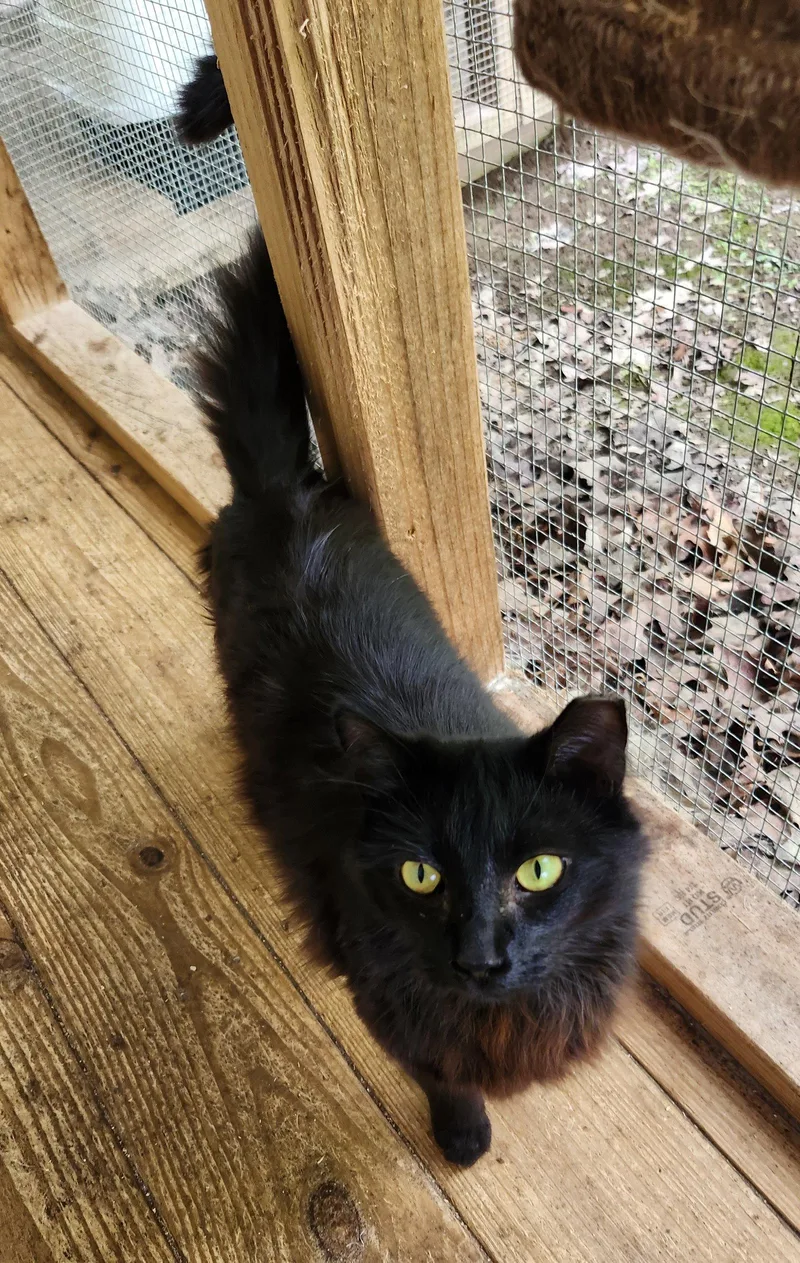 An adult medium-sized female Black Domestic Long Hair cat named Sweetheart for adoption in Crossville, TN