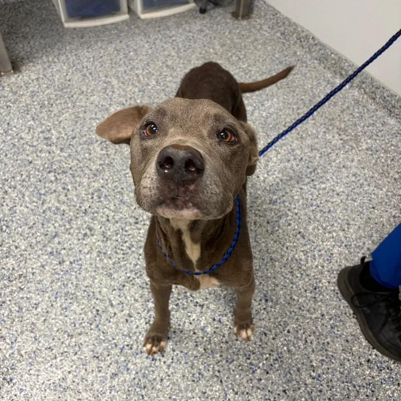 An adult medium-sized female Gray / Blue / Silver Mixed Breed dog named Luna Nuna for adoption in Greenville, SC