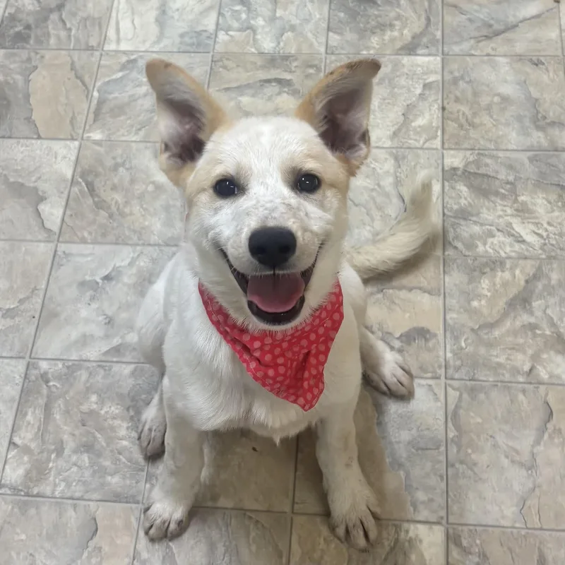 A young medium-sized female Golden Australian Cattle Dog / Blue Heeler dog named Nessa for adoption in Pilot Point, TX