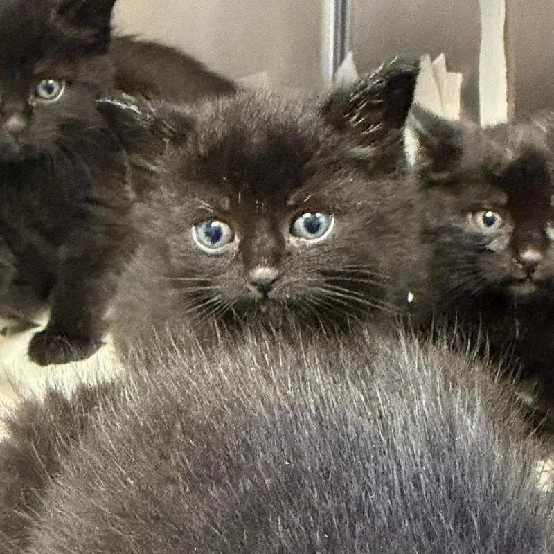 A baby small-sized female Black Domestic Short Hair cat named Creek Siblings: Jen for adoption in Washington, DC