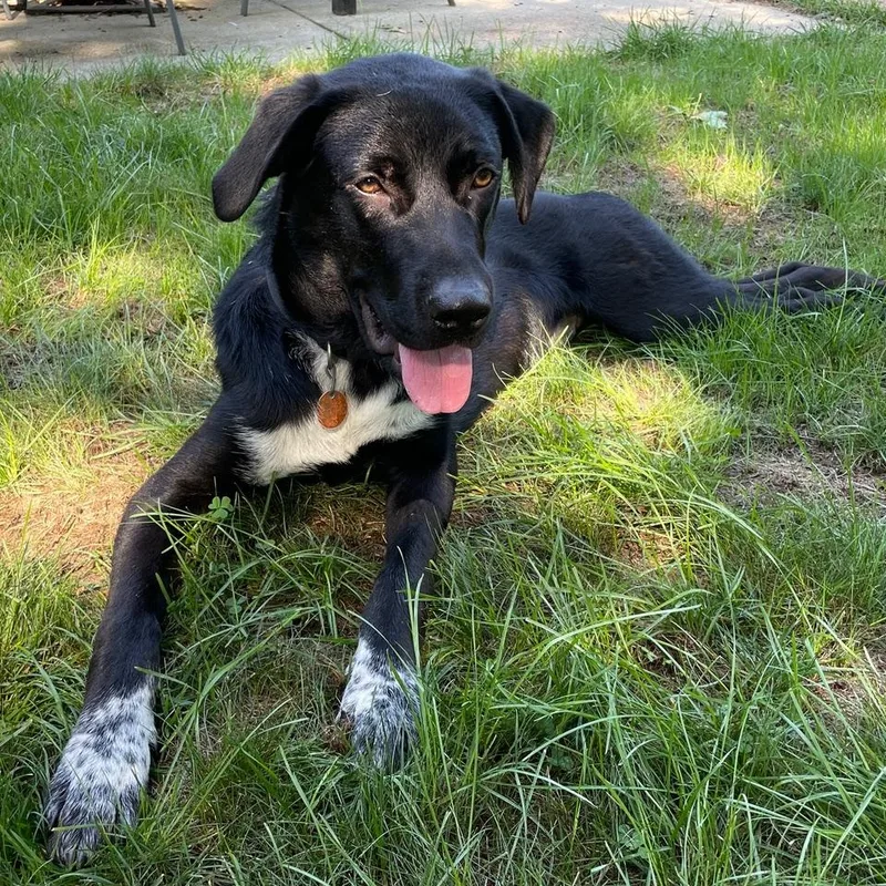 Moose