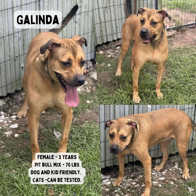 Galinda