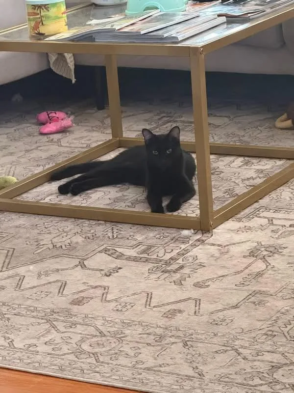 A baby medium-sized female Domestic Short Hair cat named Skip for adoption in Tampa, FL
