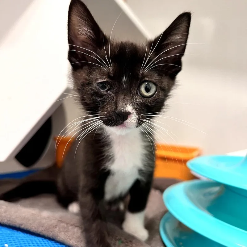 A young small-sized male Domestic Short Hair cat named J Dilla for adoption in Los Angeles, CA