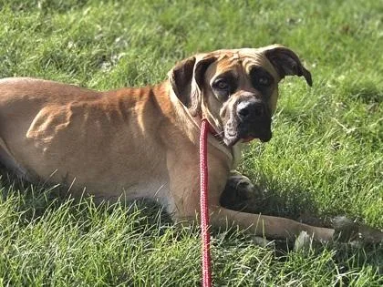 An adult extra large-sized female Boerboel dog named Honey for adoption in Golden Valley, MN