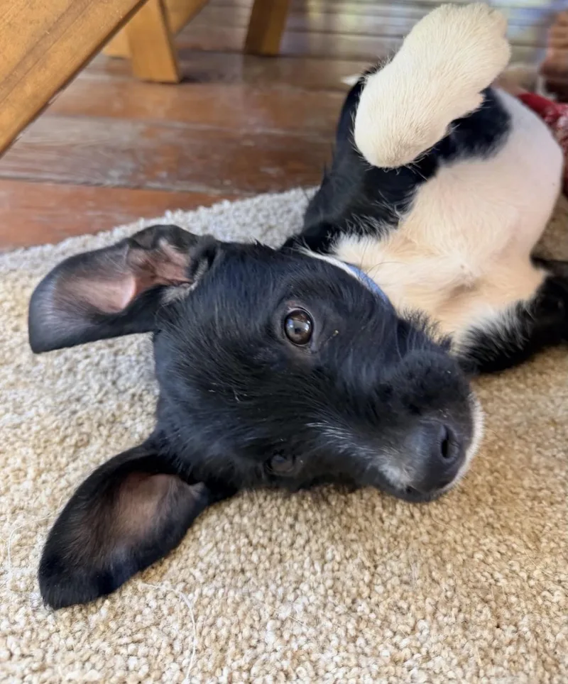 A baby medium-sized male Black Border Collie dog named Chaga for adoption in Richmond, VA