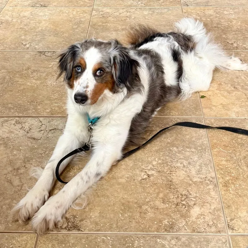 An adult medium-sized female White / Cream Bernese Mountain Dog dog named Starr fka Oreo for adoption in Sinking Spring, PA