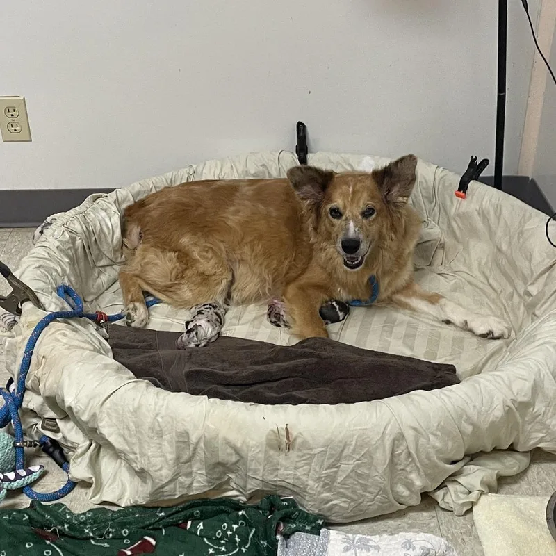 A senior medium-sized female Red / Chestnut / Orange Cattle Dog dog named Tess for adoption in Austin, TX
