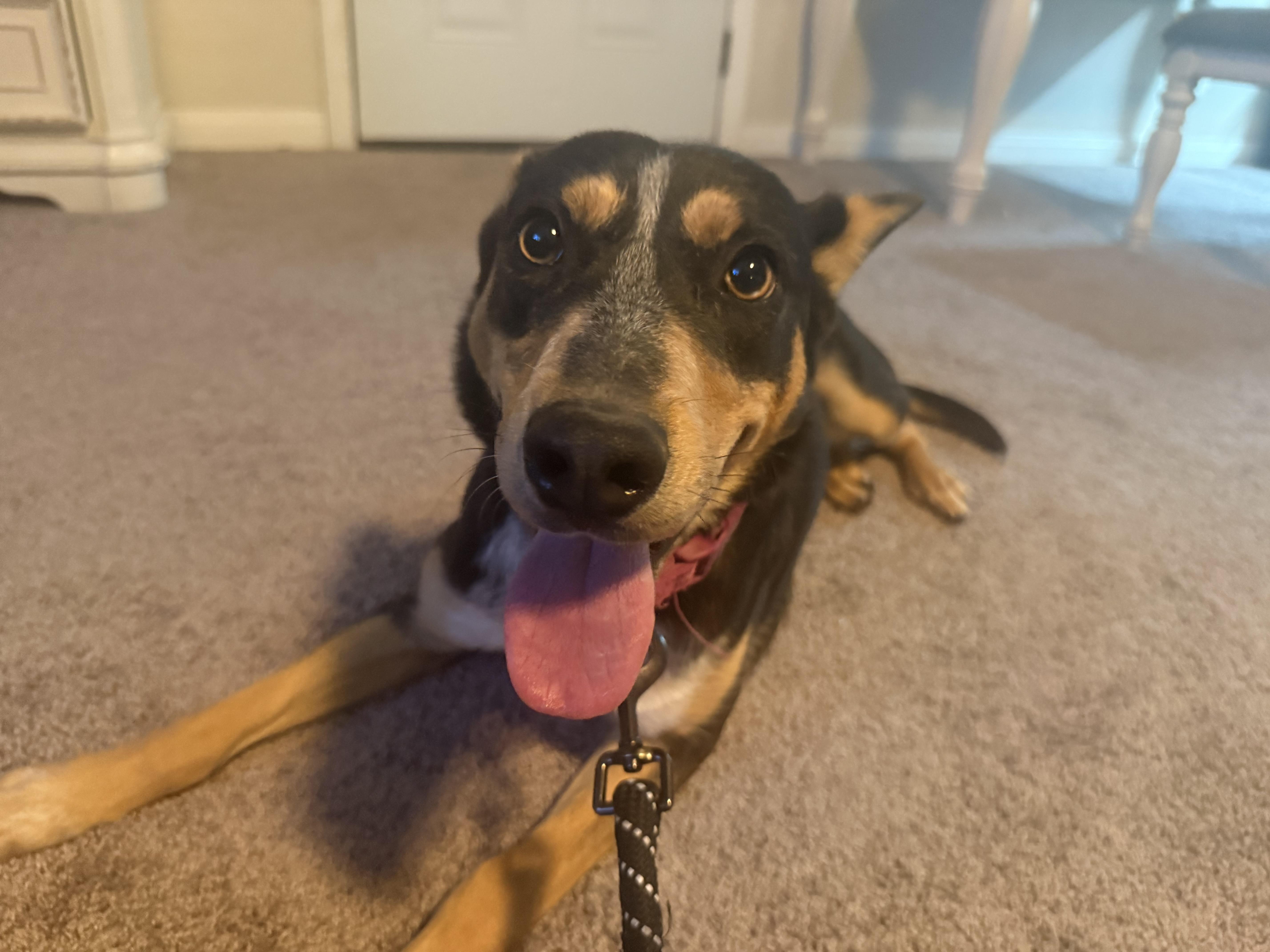 An adult medium-sized female Australian Cattle Dog / Blue Heeler dog named Blair for adoption in Bremerton, WA