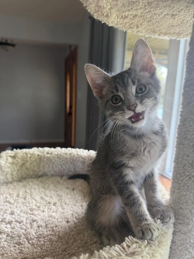 A baby medium-sized male Gray & White Domestic Short Hair cat named Zach Morris for adoption in Mokena, IL