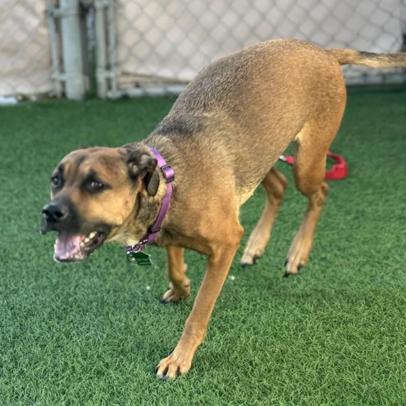 An adult medium-sized female Brown / Chocolate German Shepherd Dog dog named Ostara for adoption in Tempe, AZ