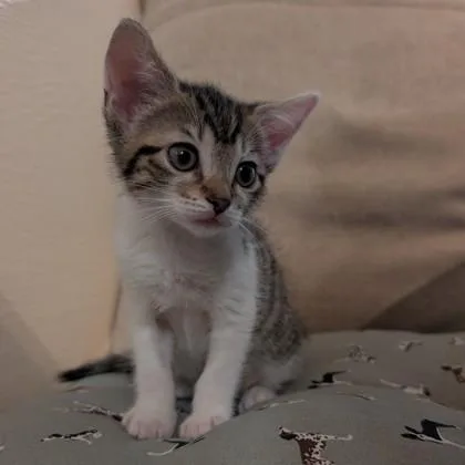 A baby medium-sized female Domestic Short Hair cat named Sauni for adoption in Savannah, GA