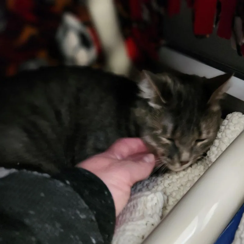 Hermione thumbnail 2