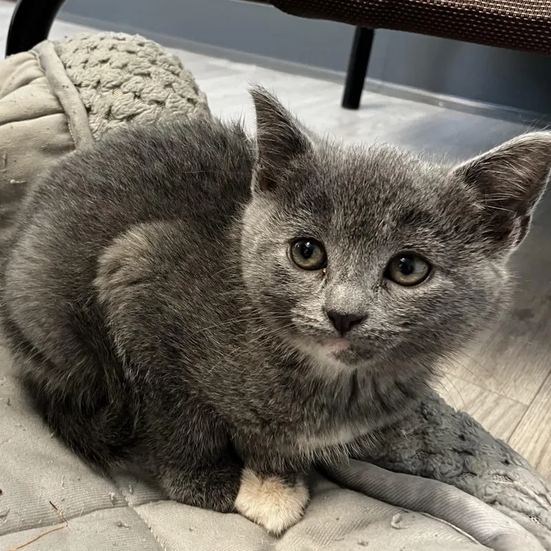 A baby small-sized female Gray / Blue / Silver Domestic Short Hair cat named Church for adoption in Uniontown, PA