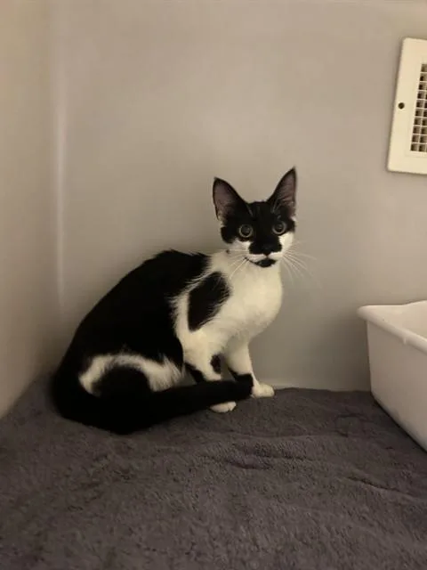 A young medium-sized female Domestic Short Hair cat named Waffle Cone for adoption in Statesville, NC