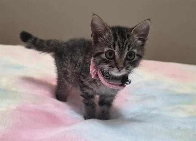 A baby small-sized female Domestic Short Hair cat named Francesca for adoption in Pueblo, CO