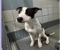 A young medium-sized male American Staffordshire Terrier dog named Domino for adoption in Huntington, NY