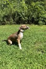A young medium-sized female Terrier dog named Sunny for adoption in Cashiers, NC