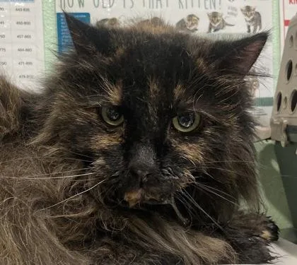 A senior medium-sized female Domestic Long Hair cat named Ashley for adoption in Cincinnati, OH