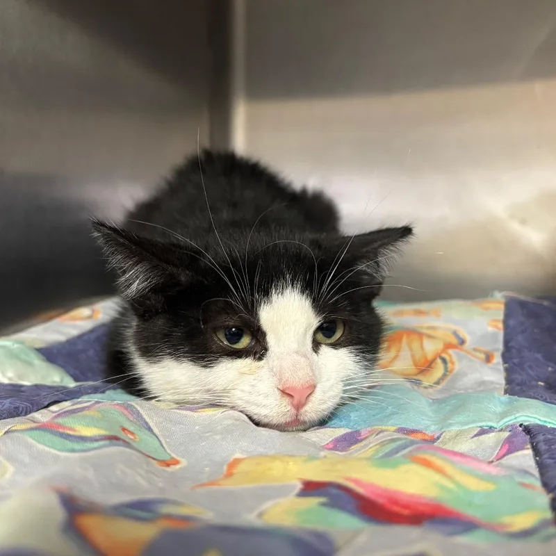 A baby small-sized female Black Domestic Short Hair cat named Spicer for adoption in Lakeland, FL