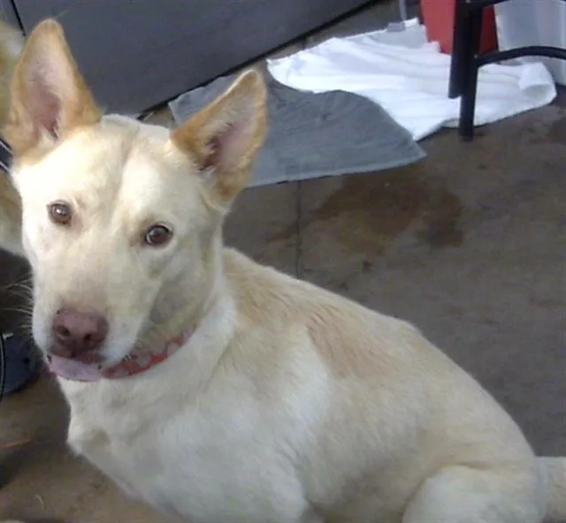 An adult large-sized female Mixed Breed dog named Daisy for adoption in Dallas, TX
