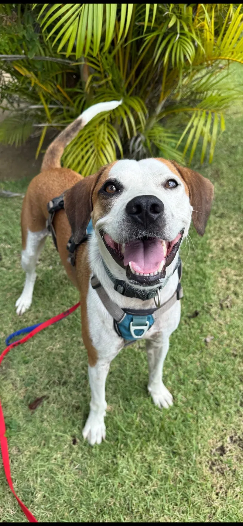 An adult medium-sized male White / Cream American Foxhound dog named Shrek for adoption in Rio Grande , PR