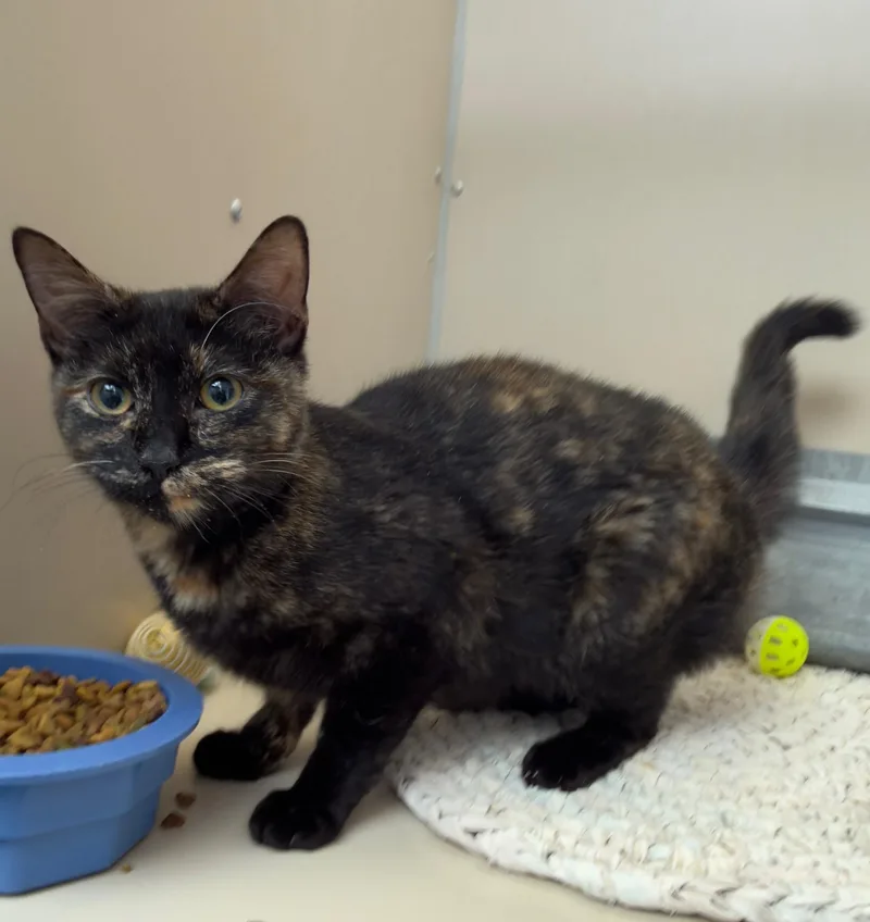 An adult medium-sized female Tortoiseshell Domestic Short Hair cat named 61014407 for adoption in Elko, NV
