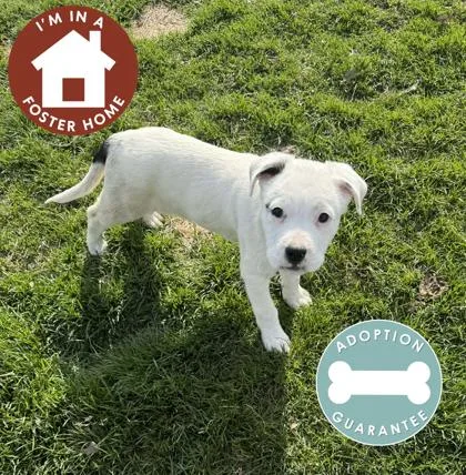 A baby small-sized male Mixed Breed dog named Bolt for adoption in Janesville, WI