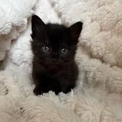 A baby small-sized female Black Domestic Short Hair cat named Squeak for adoption in Auburn, AL